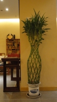 花卉1